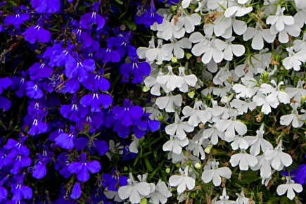 �������: ������� ����� � ����������� ��� ������ ����