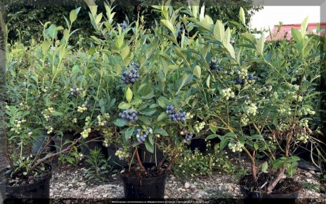 ����������� ������� ��������: ������ ��� ������ ����