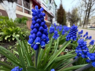 ������ ����, ��������!. ������� ��� ��� ��������������� ��������� ������