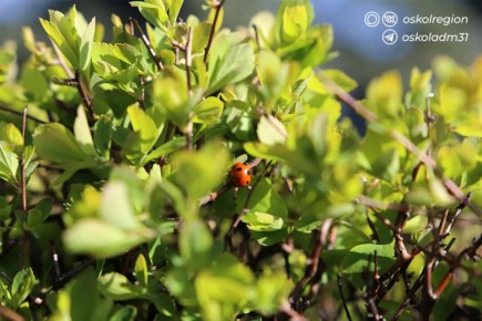 ������ ����, �������������!