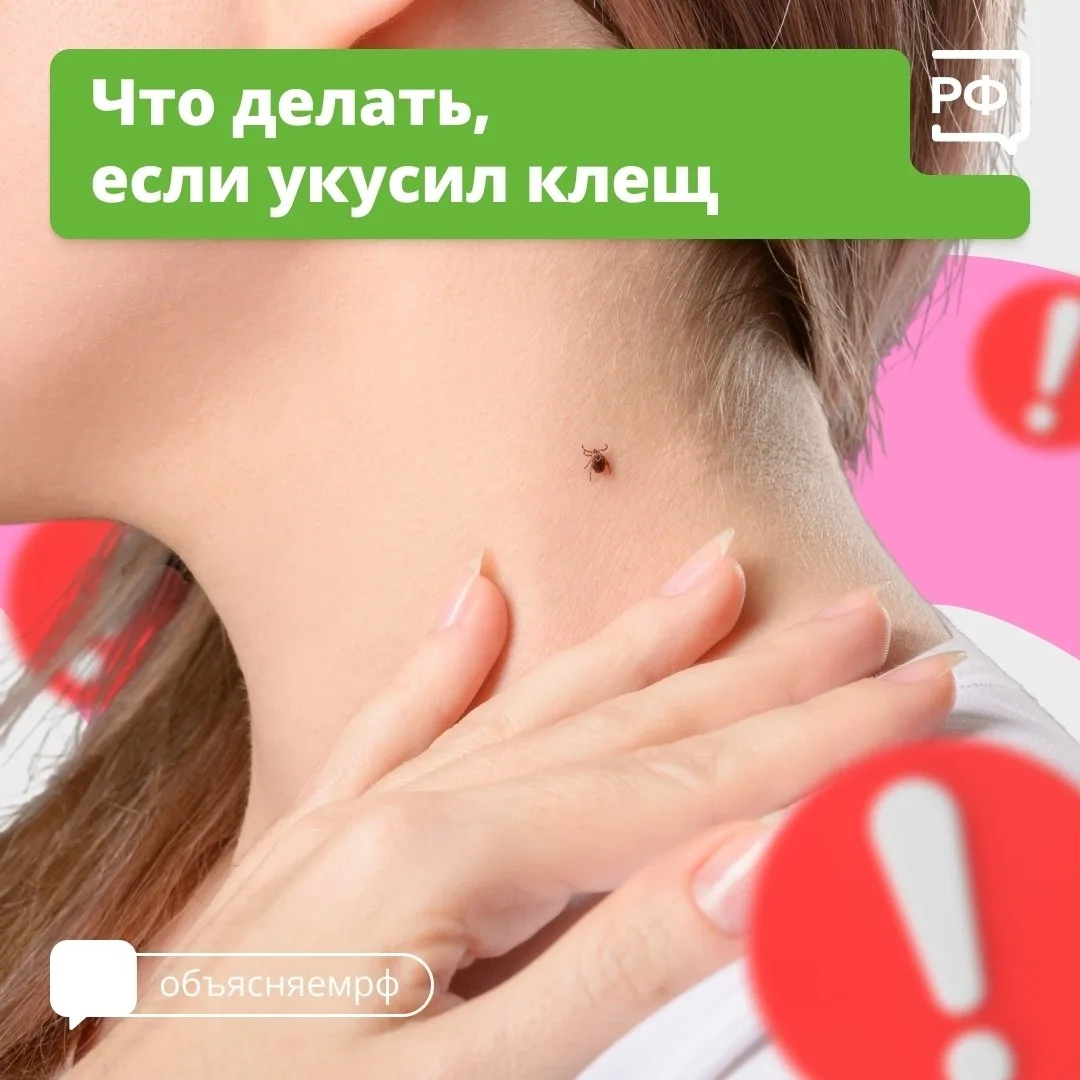 Вместе с клещом можно подцепить опасные болезни