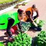 В Новом Осколе стартовала масштабная высадка цветочной рассады
