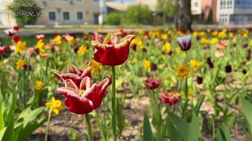 Весна в этом году щедро одарила наш город яркими красками