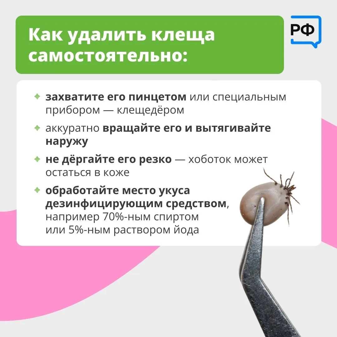 Вместе с клещом можно подцепить опасные болезни Вместе с клещом можно подцепить опасные болезни