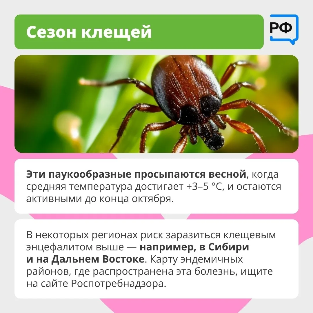 Вместе с клещом можно подцепить опасные болезни Вместе с клещом можно подцепить опасные болезни