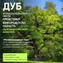 Дуб из Новооскольского округа Белгородской области участвует в конкурсе «Российское дерево года»