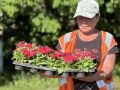 В Ракитянском округе активно идут работы по высадке цветов