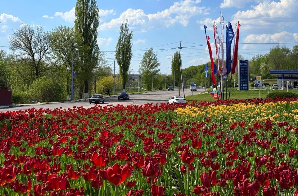 Более 22 тысяч саженцев цветов украсили Губкин в этом году