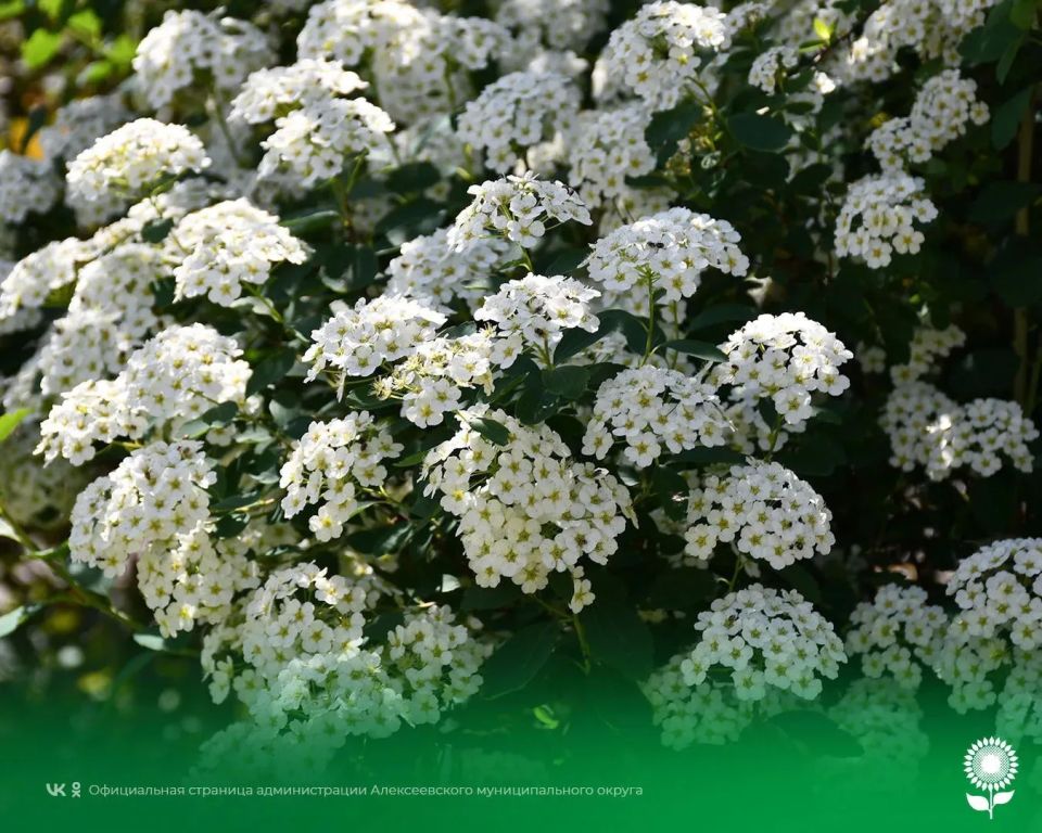 21 мая.
.
Температура воздуха 29°C, переменная облачность, без осадков