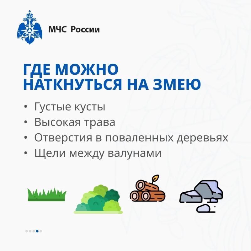 Безопасность на природе: как вести себя при встрече со змеёй Безопасность на природе: как вести себя при встрече со змеёй