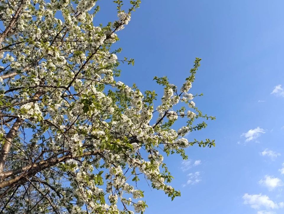 Весной хочется запечатлеть каждое мгновение Весной хочется запечатлеть каждое мгновение
