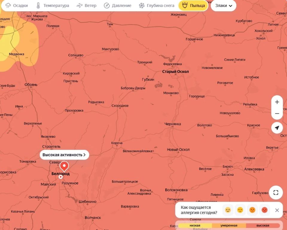 В Белгородской области начался сезон цветения злаков