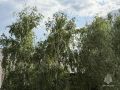 Сильный ветер, кратковременные дожди и грозы ожидаются завтра