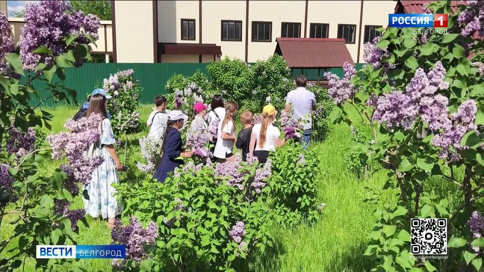 30 видов и 450 сортов: коллекция сирени здесь в два раза больше, чем в главном ботсаде Российской академии наук в Москве!