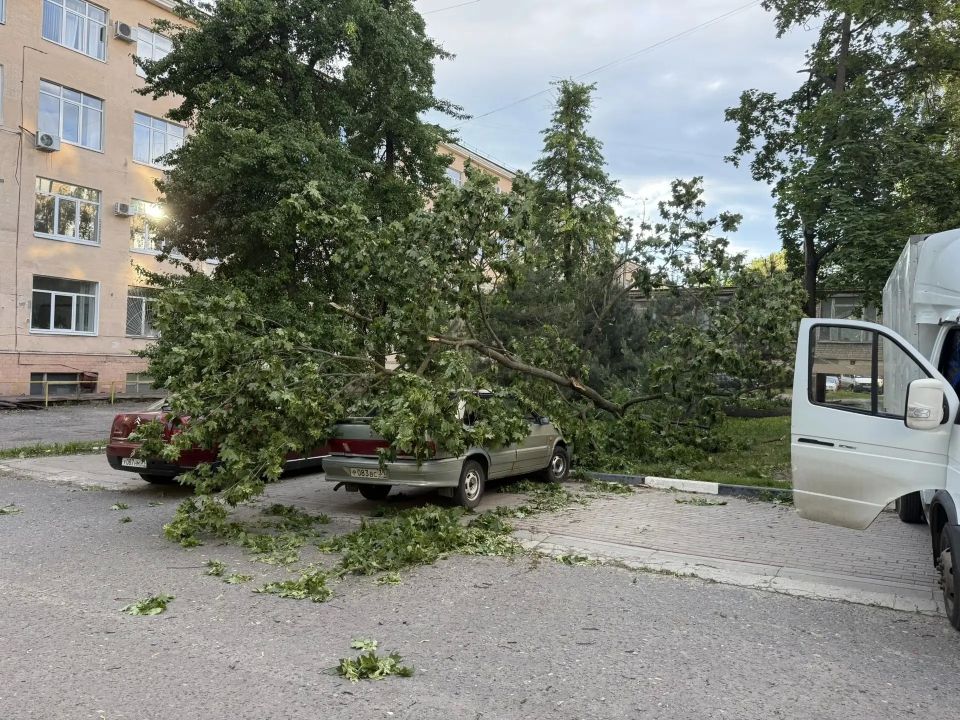 В Белгороде сильный ветер повалил деревья