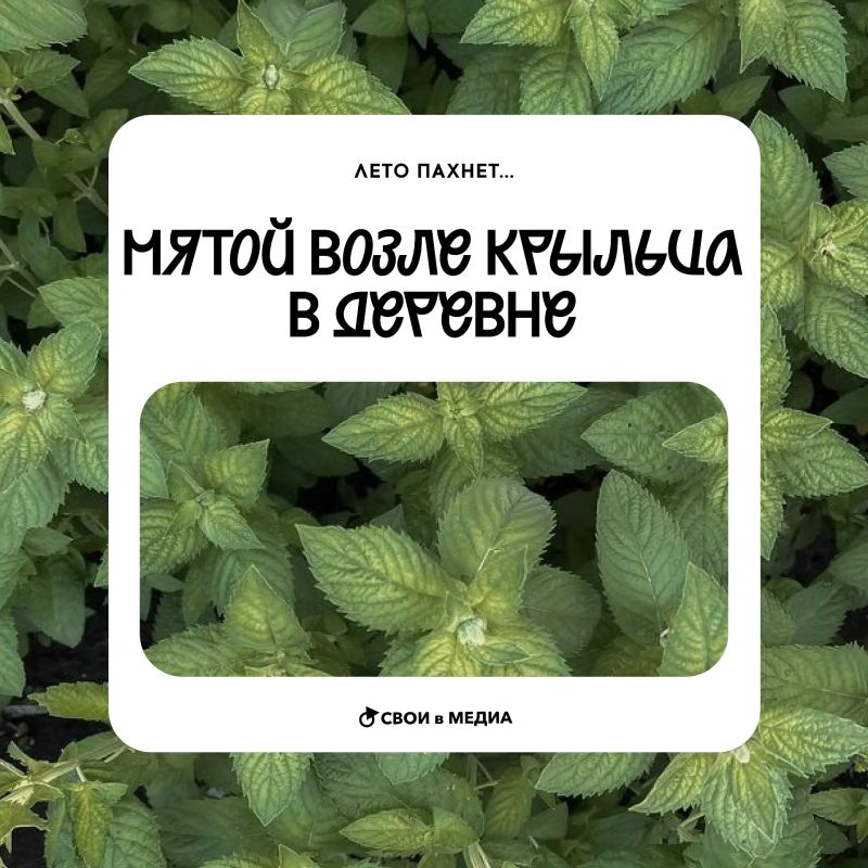 Чувствуешь, чем пахнет? Наступающим летом! Чувствуешь, чем пахнет? Наступающим летом!