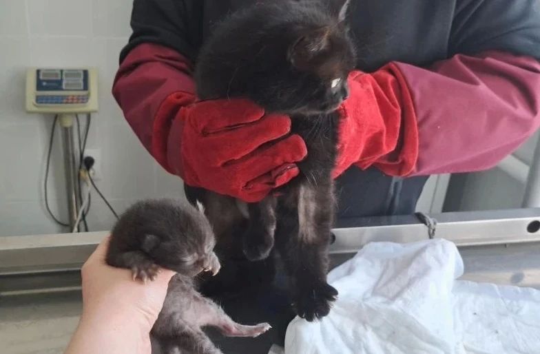 Кошку Чернышку и её кроху-котёнка спасли ветеринары Кошку Чернышку и её кроху-котёнка спасли ветеринары