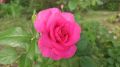 Сегодня, 7 июня, будет переменная облачность