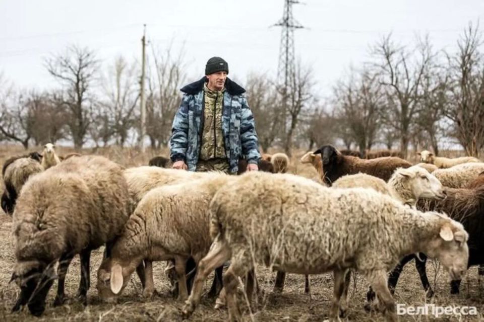 Уважаемые фермеры Красногвардейского муниципального округа! Дорогие труженики сельского хозяйства! Уважаемые фермеры Красногвардейского муниципального округа! Дорогие труженики сельского хозяйства!
