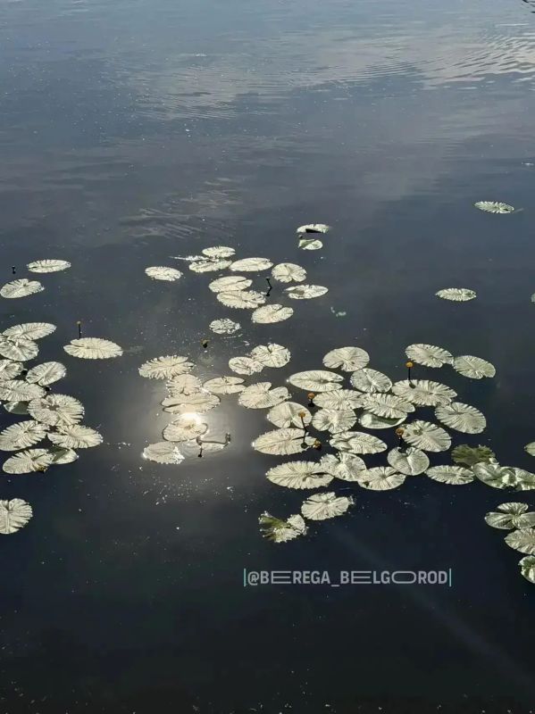 В Белгороде на Северском Донце и Везёлке зацвели настоящие «солнечные огни» — кубышки В Белгороде на Северском Донце и Везёлке зацвели настоящие «солнечные огни» — кубышки