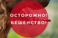 Осторожно! Бешенство!. Жители Красногвардейского муниципального округа, обращаем ваше внимание на опасность бешенства