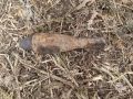 Боеприпас времён Великой Отечественной войны нашли в областном центре