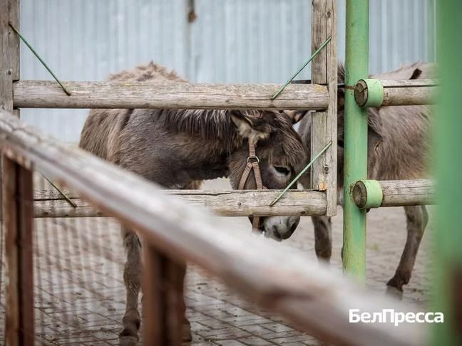 В Белгородском округе запустили проект семейной реабилитации В Белгородском округе запустили проект семейной реабилитации