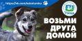 Возьми друга домой. В благотворительном фонде «Умка» живёт много пушистых постояльцев, и каждый из них ждёт своего человека