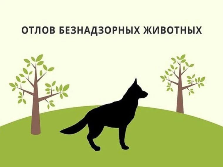 Уважаемые жители!. В период с 17 июня по 4 июля 2026 года в Вейделевском муниципальном округе будет производиться очередной отлов безнадзорных собак по заявкам