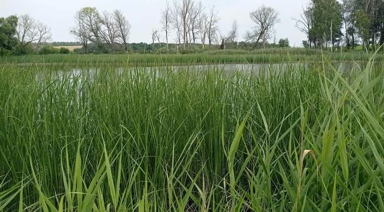 Прокуратура Белгородского округа проведёт проверку по факту массовой гибели рыбы в Северском Донце