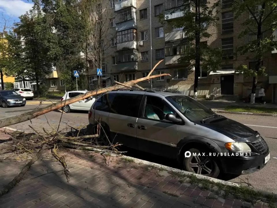 Дерево упало и повредило провод линии электропередачи в Белгороде Дерево упало и повредило провод линии электропередачи в Белгороде