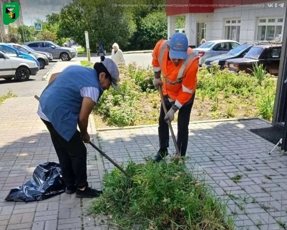 Работы по поддержанию санитарного порядка в Белгородском муниципальном округе продолжаются Работы по поддержанию санитарного порядка в Белгородском муниципальном округе продолжаются