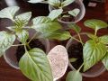 Удобрение для рассады перца: как добиться здоровых растений
