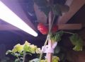 Зимний сад на подоконнике: создаем уютный уголок среди зимы