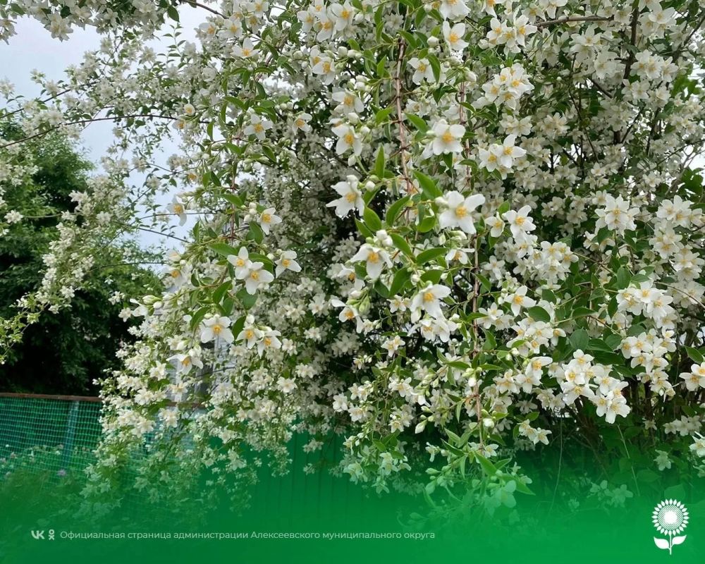 23 июня. Температура воздуха 27°C, переменная облачность, кратковременные дожди
