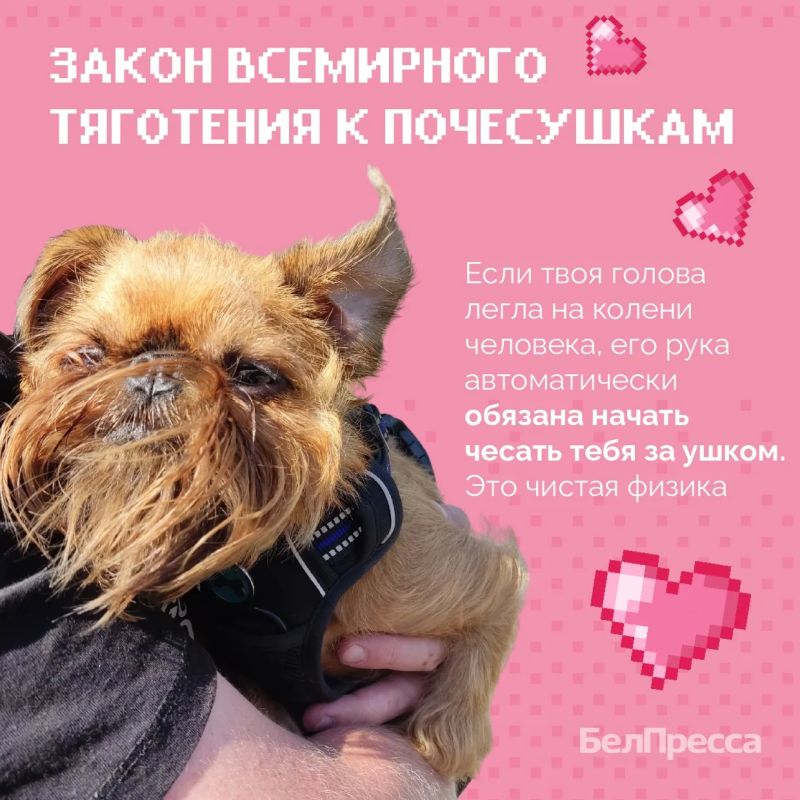 О чём молчат собаки? Сенсационный перехват данных О чём молчат собаки? Сенсационный перехват данных