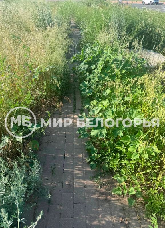 Жители микрорайона «Новая жизнь» в Белгороде пожаловались на заросшую травой пешеходную дорожку Жители микрорайона «Новая жизнь» в Белгороде пожаловались на заросшую травой пешеходную дорожку