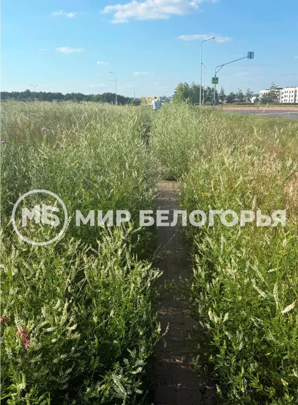 Жители микрорайона «Новая жизнь» в Белгороде пожаловались на заросшую травой пешеходную дорожку Жители микрорайона «Новая жизнь» в Белгороде пожаловались на заросшую травой пешеходную дорожку