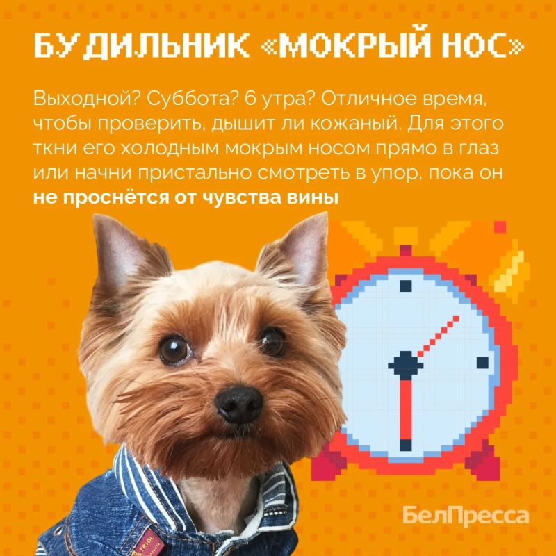 О чём молчат собаки? Сенсационный перехват данных О чём молчат собаки? Сенсационный перехват данных