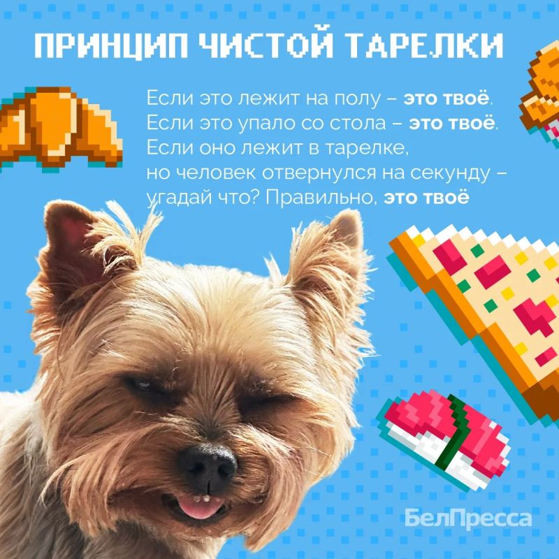 О чём молчат собаки? Сенсационный перехват данных О чём молчат собаки? Сенсационный перехват данных