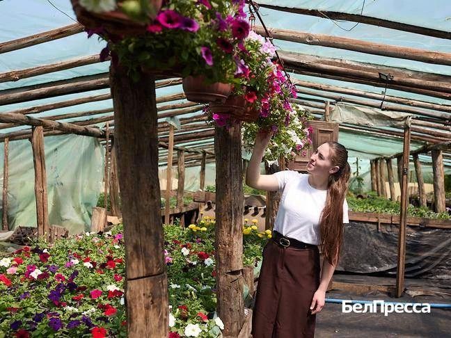 Красота навырост. Екатерина Хантелёва из Яковлевского округа занялась выращиванием цветов Красота навырост. Екатерина Хантелёва из Яковлевского округа занялась выращиванием цветов