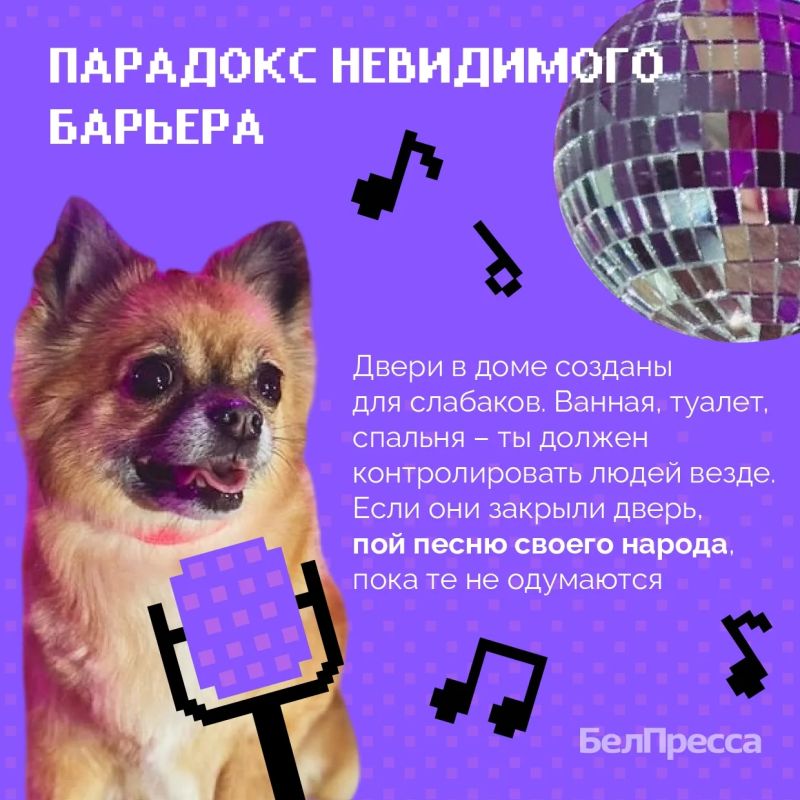 О чём молчат собаки? Сенсационный перехват данных О чём молчат собаки? Сенсационный перехват данных