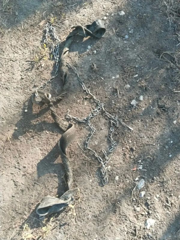 В Ивнянском округе спасли краснокнижного орлана-белохвоста В Ивнянском округе спасли краснокнижного орлана-белохвоста