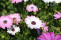 Доброе утро, дорогие старооскольцы!