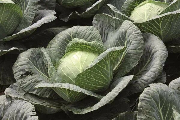 Капуста Сахарная голова: неповторимый вкус и высокие урожаи