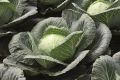 Капуста Сахарная голова: неповторимый вкус и высокие урожаи