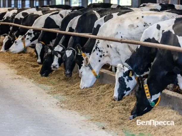 «В 2019 году стала победителем областного конкурса на звание лучшего по профессии среди операторов машинного доения «В 2019 году стала победителем областного конкурса на звание лучшего по профессии среди операторов машинного доения