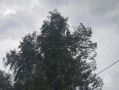 В среду днём ожидаются кратковременные дожди и грозы