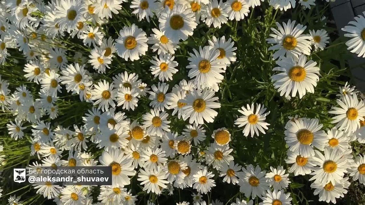 В День семьи, любви и верности в Белгородской области свой брак зарегистрируют 94 новые семьи