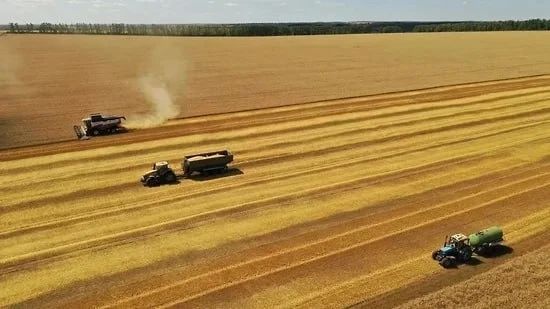 Александр Шуваев: в Белгородской области планируют собрать 3 млн тонн зерна